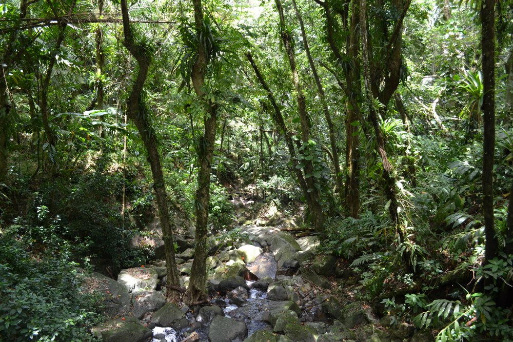 El Yunque National Forest, PR