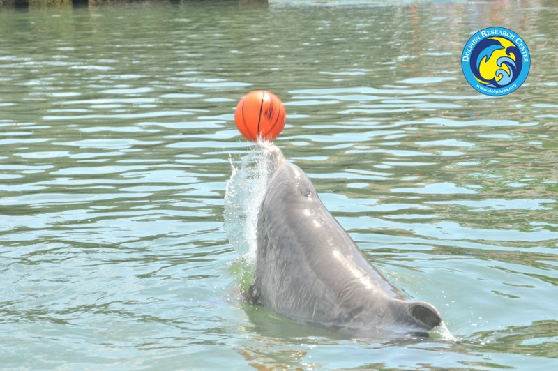 Dolphin Research Center • Marathon, FL.