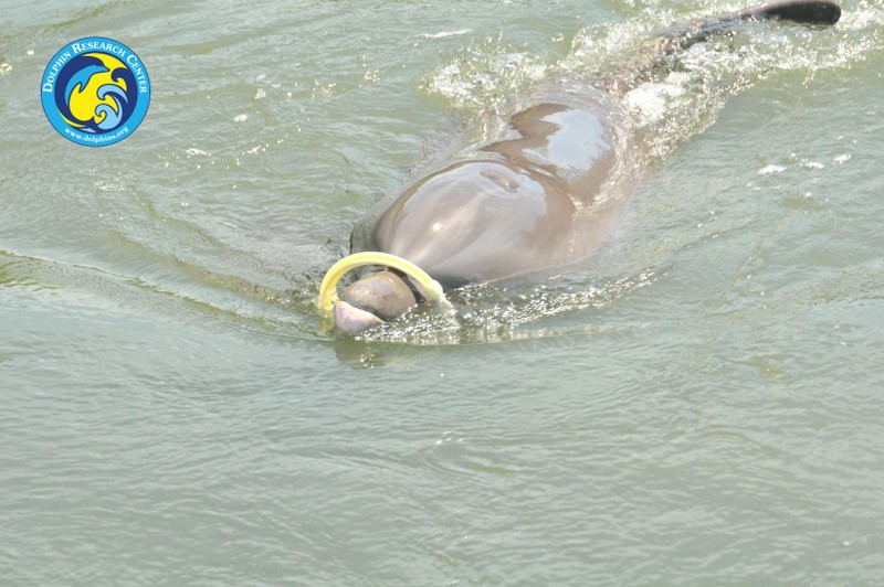 Dolphin Research Center • Marathon, FL.