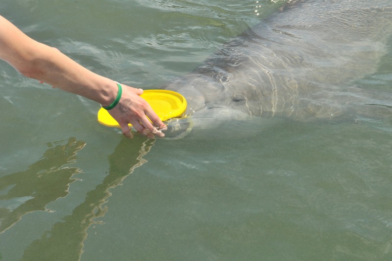 Dolphin Research Center • Marathon, FL.