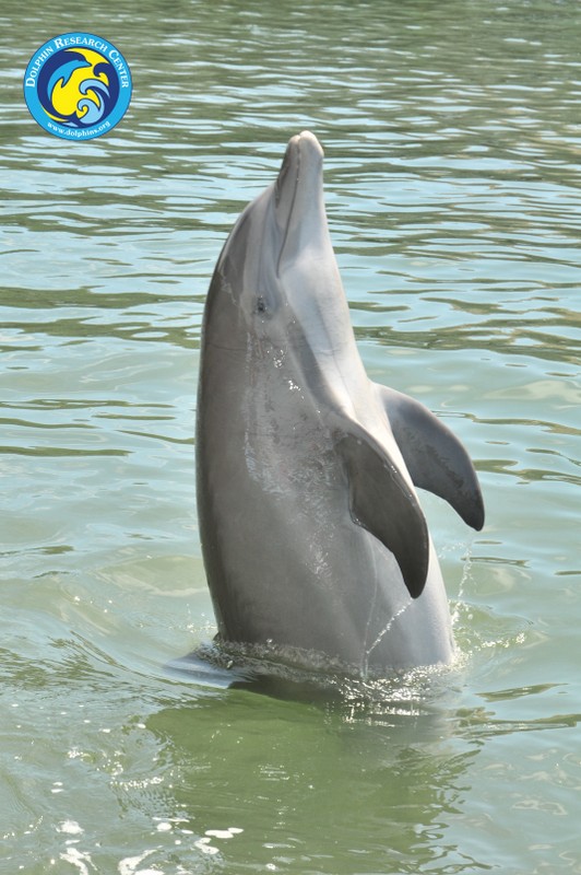 Dolphin Research Center • Marathon, FL.