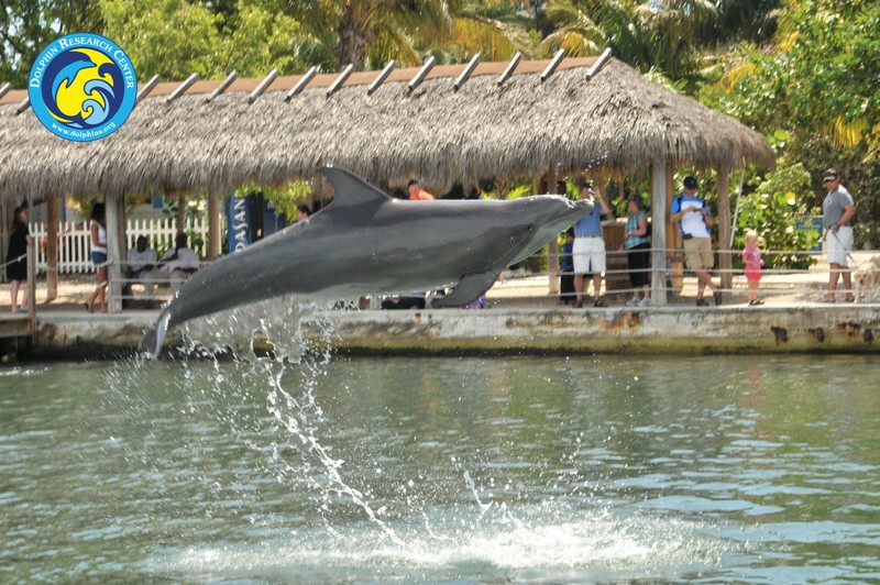 Dolphin Research Center • Marathon, FL.