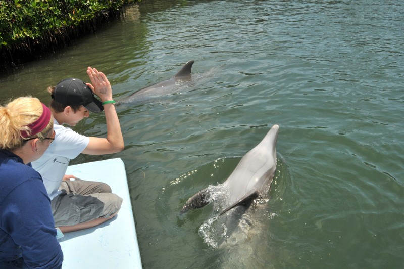 Dolphin Research Center • Marathon, FL.