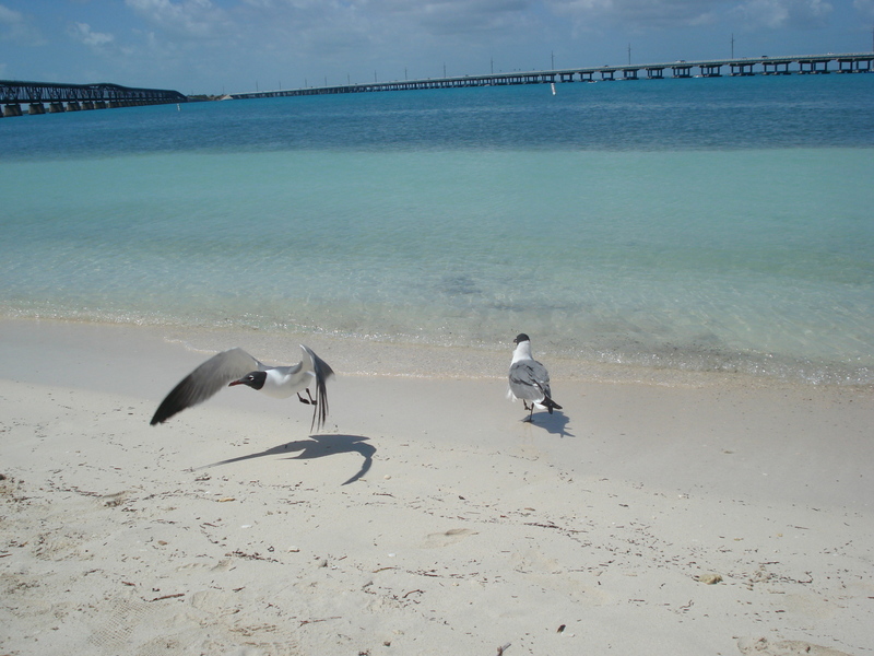 Bahia Honda State Park.