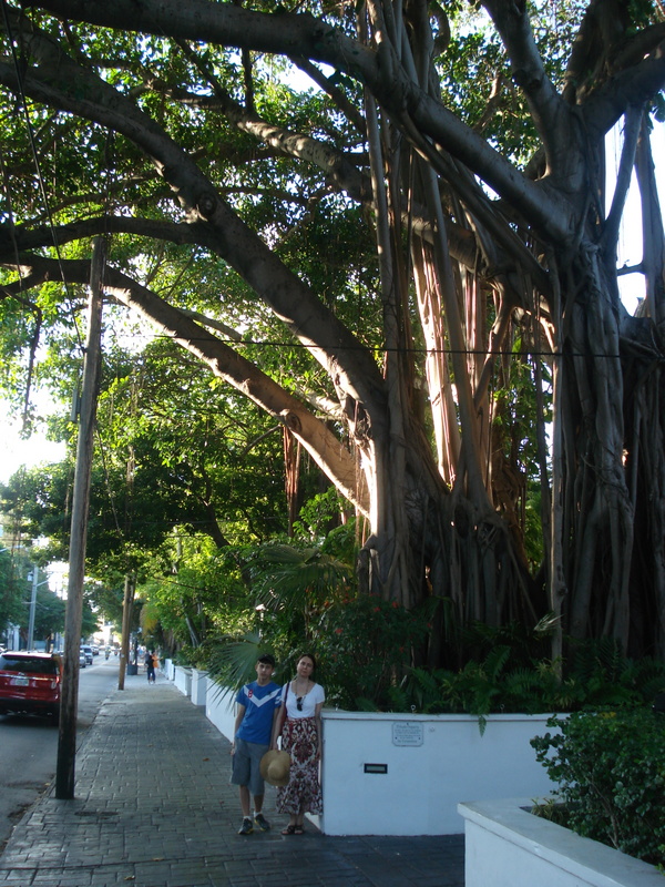 Key West, FL. • Странное дерево с корнями.