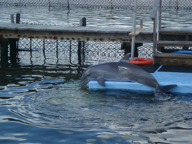 Dolphin Research Center • Marathon, FL.