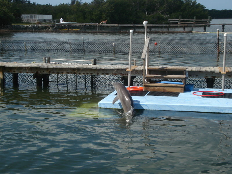 Dolphin Research Center • Marathon, FL.