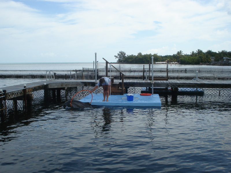 Dolphin Research Center • Marathon, FL.