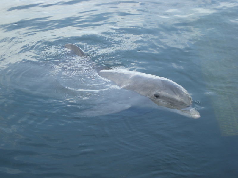 Dolphin Research Center • Marathon, FL.