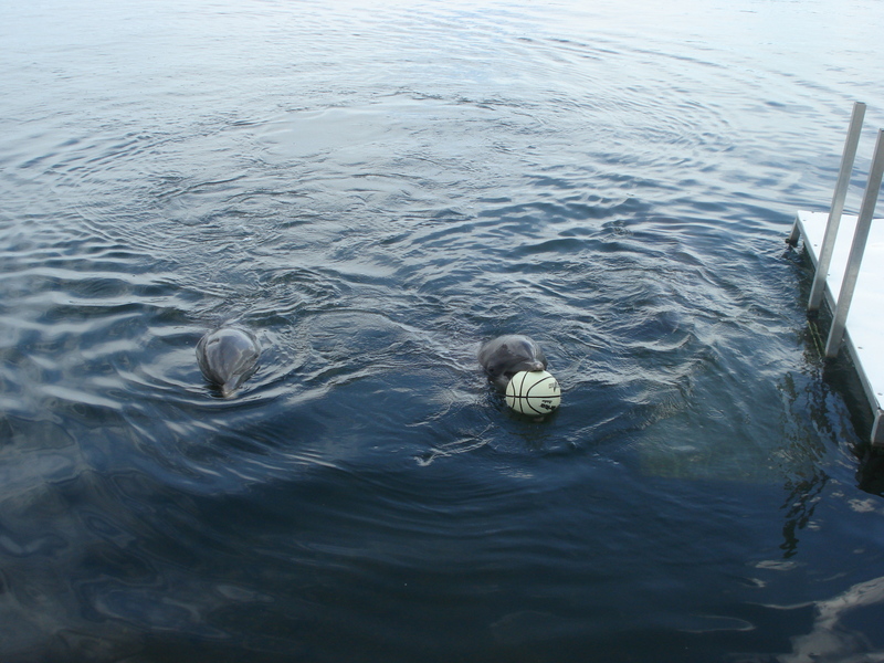 Dolphin Research Center • Marathon, FL.