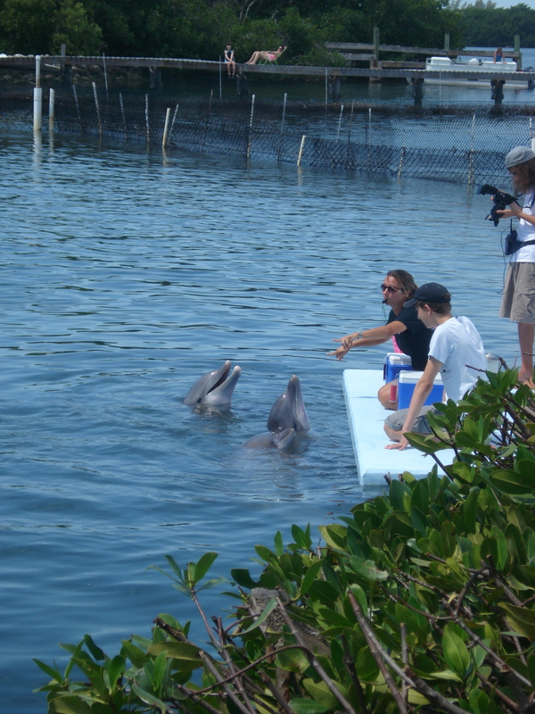 Dolphin Research Center • Marathon, FL.