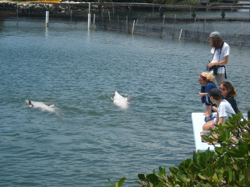 Dolphin Research Center • Marathon, FL.