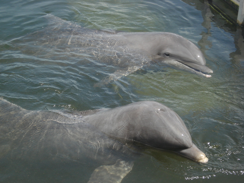 Dolphin Research Center • Marathon, FL.