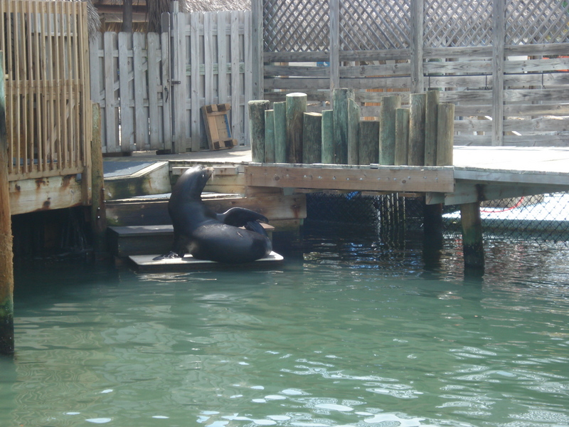 Dolphin Research Center • Marathon, FL.