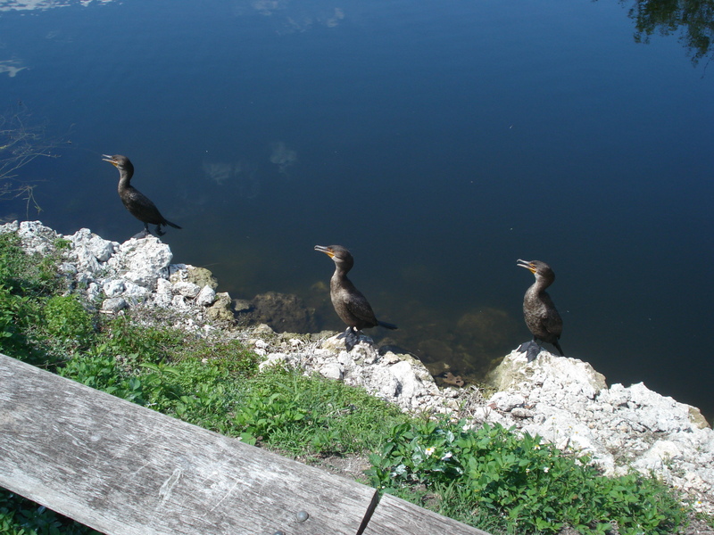 Everglades State Park.