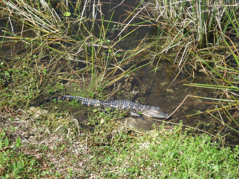 Everglades State Park.