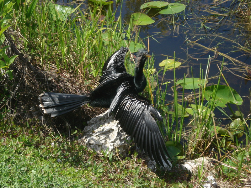 Everglades State Park. • Подводная птица сушится.