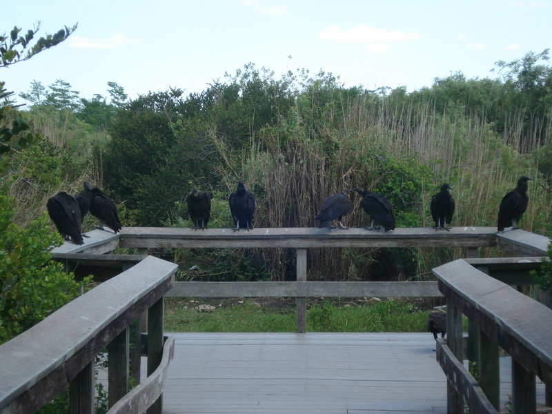 Everglades State Park. * Стервятники.