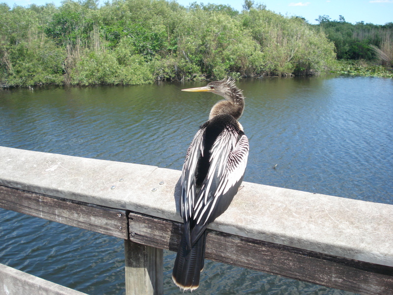 Everglades State Park. • Подводная птица сушится.