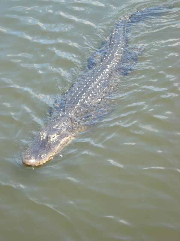 Everglades State Park.