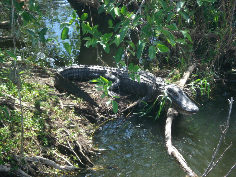 Everglades State Park.