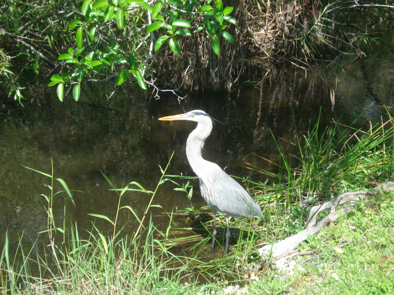 Everglades State Park. • Цапля съела рыбку.